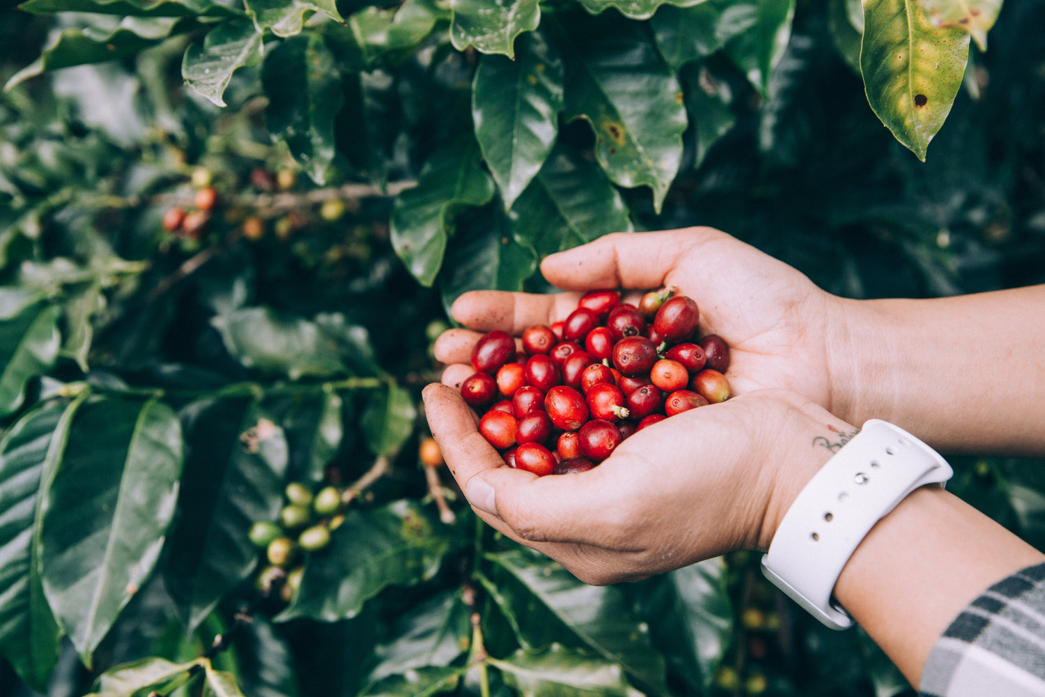 Single-Origin